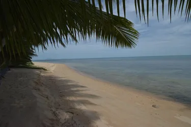 รูปภาพของCoconut Tropicana Villa T5 – 2/3 Bedroom Villa – Beach side