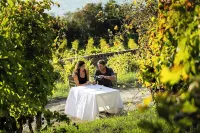 Cozy villa with pool nestled among the ancient olive trees of Cilento - Villas