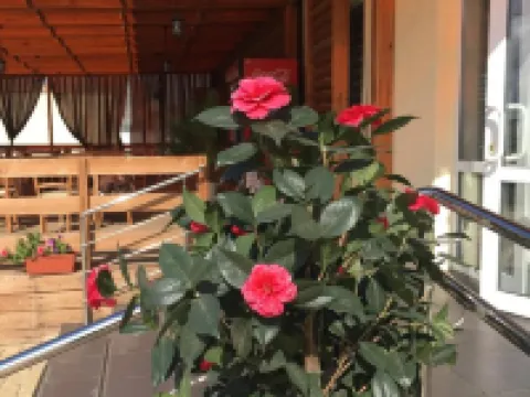 Hotel Volga Hotels in Sol-Iletsk