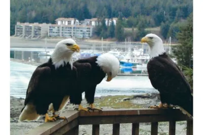 Eagles Watch Ocean Front B and B, Auke Bay, Juneau CBJ 1000195 Hotels near University of Alaska Southeast