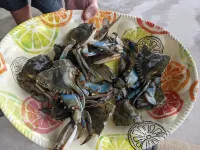 Gorgeous Magnolia Cottage: With Bicycles/Beach Equipment- Pet Friendly! Private!