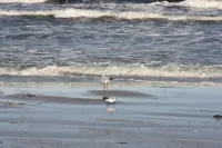 5min beach & forest, sunny, single storey