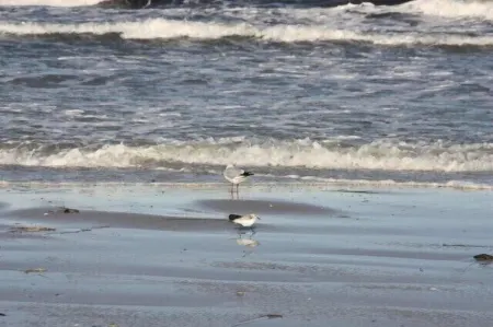 5min beach & forest, sunny, single storey Отели в г. Преров