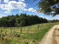 Small 19th-century house surrounded by vines, Domaine viticole de Rochambeau Hotels in Soulaines-sur-Aubance