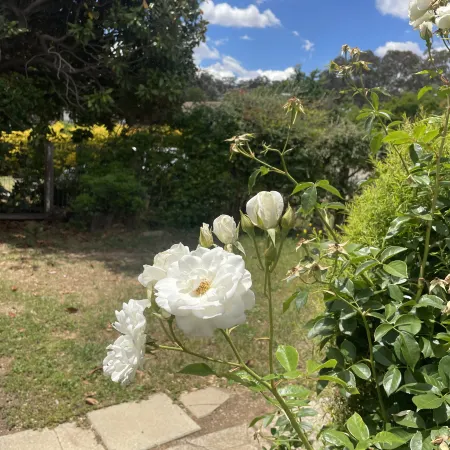 Charming 3 Bedroom Home in Garran, Perfect for Families and Groups