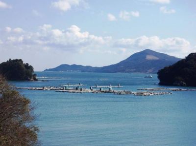 ホテル周辺 胡蝶蘭の写真