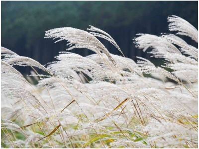 その他 ホテル花月園の写真