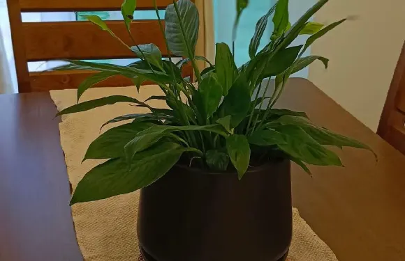 位於宋溪小鎮的4卧室獨棟房屋-100平方米|帶3個獨立浴室