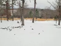 Kritter Holler Cabin a secluded relaxing retreat surrounded by beautiful nature.