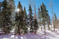 Ski In - Complete Renovation - Premier Luxury Giant Steps Condo - First Floor