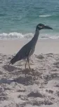 Escape Coastal Resort on Casey Key - Beach
