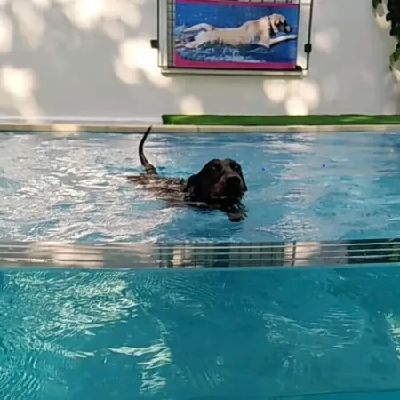 Kristalex Pet Friends Hotel