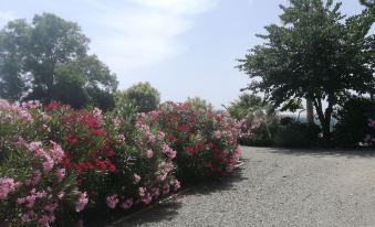 A l'Orée des Vignes