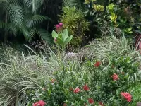 Sunshine Sanctuary Boutique Jungle Lodge Hotels in Montezuma