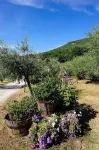 Colle Degli Olivi Snc