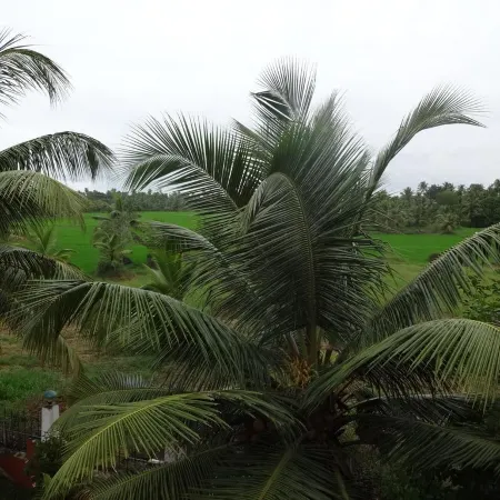 Green Fields Kumarakom