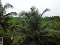 Green Fields Kumarakom - Scenic