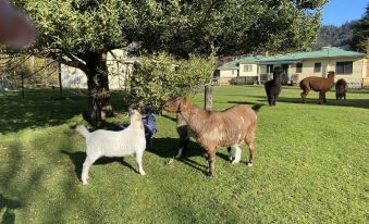 a white goat and two brown goats are standing in a grassy field next to each other at Giants Table and Cottages