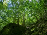 Riverside Lodge Mori No Kuni Headstream Shimanto Hotel a Uwajima