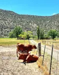 Charming 3 bedroom Ranch in scenic McElmo Canyon