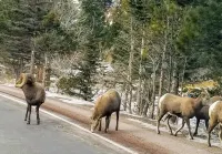 Peaceful/Beautiful Mountain Views & centrally located to all the mountain fun 이글 네스트 호텔