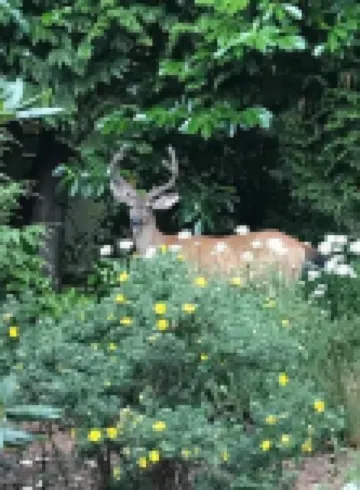 Nature’s nook near city
