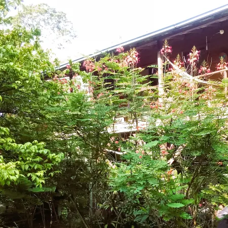 Treetop Cottage Escape in Tropical Garden Near San Ignacio
