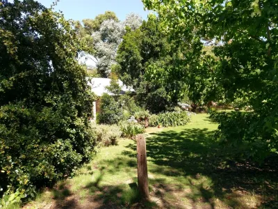 Lost in the Vines. Vineyard Escape.