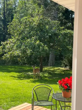 Enjoy Lake Life on Big Bass Lake, Bemidji MN