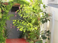 Pacific Paradise Motel Hotels in Efate