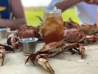 Alpaca Farm on Chesapeake Bay - 86 Private Acres, Heated Pool, Beach, 600' Pier