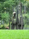 Sleeps 10. Bayou Front Home close to ULM, Sports Complexes, Airport and I-20.