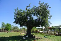 Centre Algarve