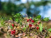 Gaslunda Tvåan Hotels in Olofströms kommun