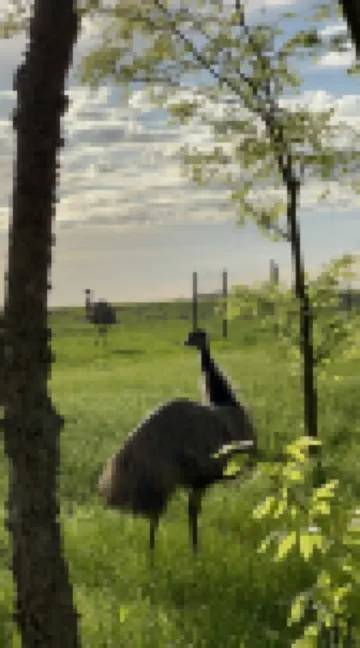 Cuddly Critters Cottage - Alpacas, Goats, Emu's and YOU!