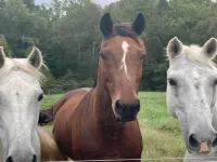 Charming 3-bedroom home nestled on a picturesque 270-acre farm in Halifax. Hotels in Halifax County
