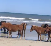 Salted Dunes OBX,  Beach front, Wild Horses, Pool, Hot Tub, 4x4 Beach, 7 Bedroom - 비치
