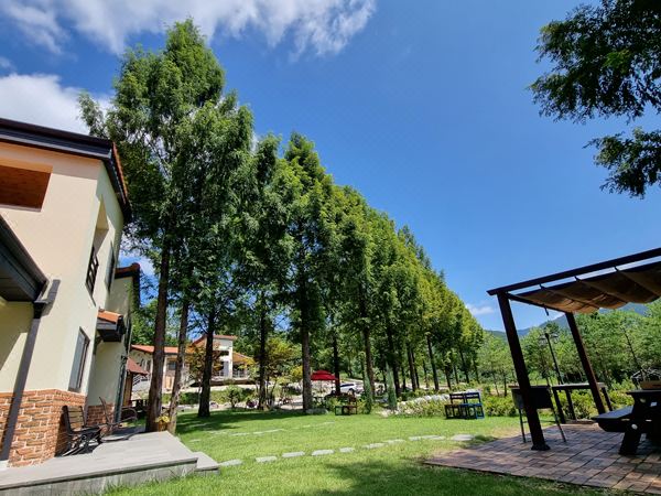 영월 달콤하우스 메타세콰이어 길