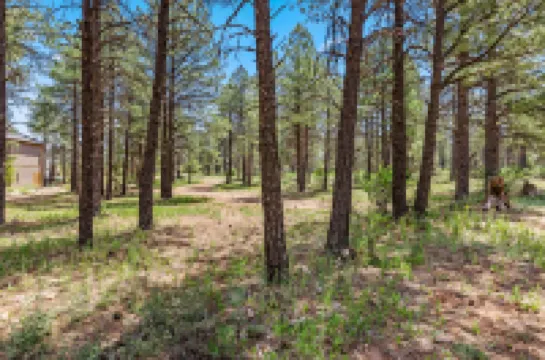 Serene Escape with Stunning Forest Views - Charming Modern Retreat