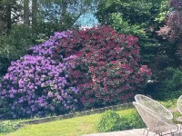 萊斯吉列西恩斯