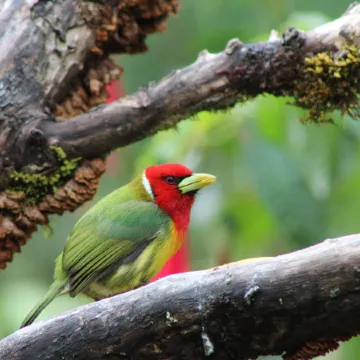 River Nest Lodge Costa Rica