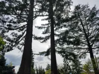 Redwood Garden Inn Hotels in Josephine County