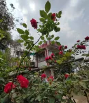 Hotel Mount Paradise