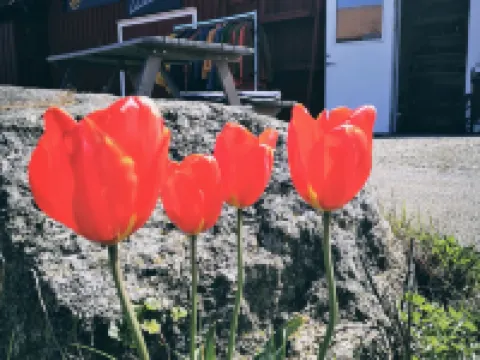 Hotell Käringön Hotels in Orust