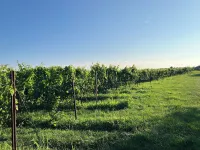 Baiting Hollow Cozy Cottage w/Walk-to beach, Wineries, farmstands. horsefarms!