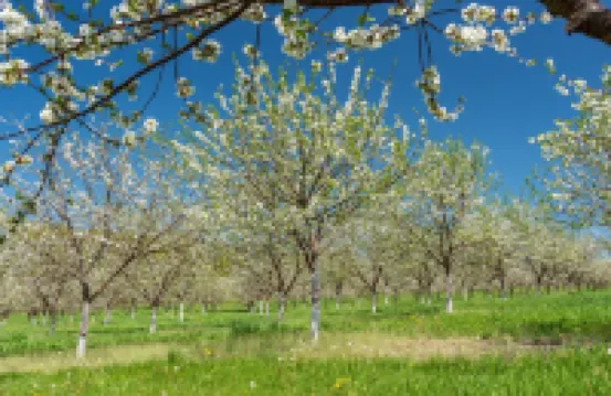 Swedish Orchard Farm