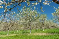 Swedish Orchard Farm Hotels in Liberty Grove