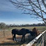 DELIGHTFUL FARM STAY WITH ANIMALS-