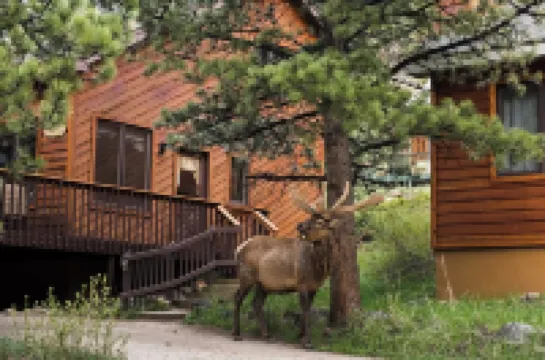 Beautifully Furnished, Clean, Cozy Cabin Next to Rocky! Walk to Rmnp & YMCA