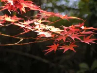 Hotel Ryusenkaku - Varme kilder